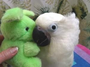 Macaw Birds for sale in Concord, CA, USA. price: NA