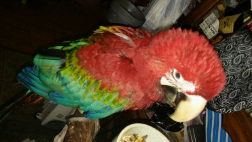 Macaw Birds for sale in Needville, TX 77461, USA. price: $1,600