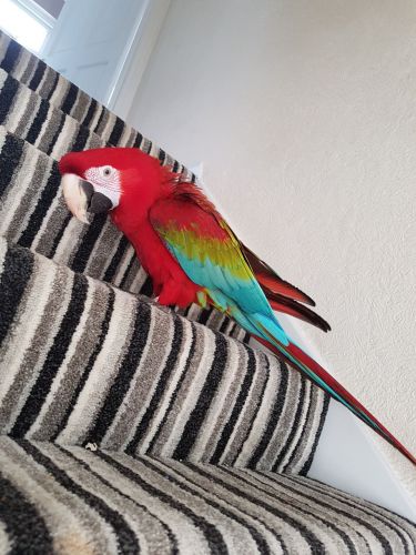 Macaw Birds for sale in 3103 US-12, Michigan City, IN 46360, USA. price: $650