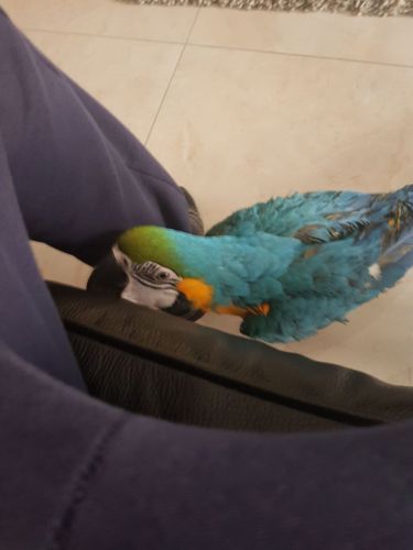 Macaw Birds for sale in Frisco, TX, USA. price: $400