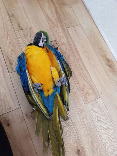 Macaw Birds for sale in Ohio St, San Diego, CA, USA. price: $700
