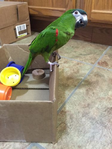 Hahn's Mini Macaw