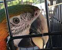 Catalina Female Macaw