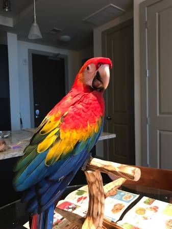 Macaw Birds for sale in California State Route 2, Los Angeles, CA, USA. price: $550
