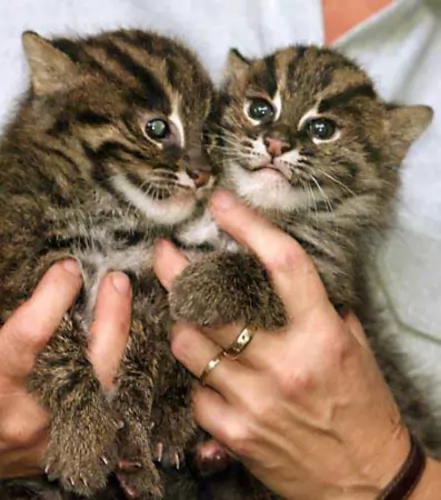machbagral kittens - health problems