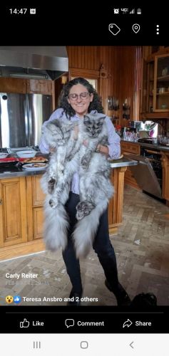 Brother and sister 2- year- old Maine Coons, very friendly,!