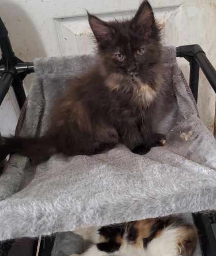 Maine coon kittens for sale