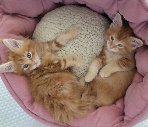 Maine Coon Kittens