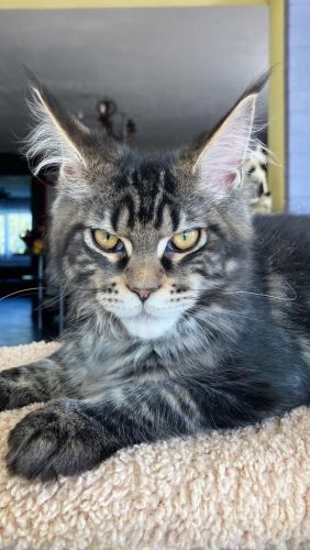 Maine Coon Cats for sale in Los Angeles, CA, USA. price: $2,800