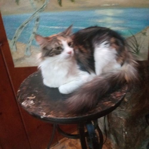 Female Purebred Maine Coons