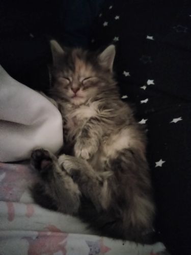 Maine coon kittens available