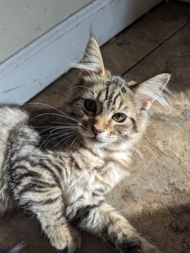 75% Maine coon kitten