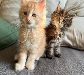 Maine Coon Cats for sale in Buffalo, NY, USA. price: $500