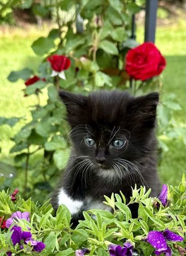 The gorgeous black kitten