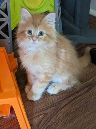 Cute Maine coon kittens