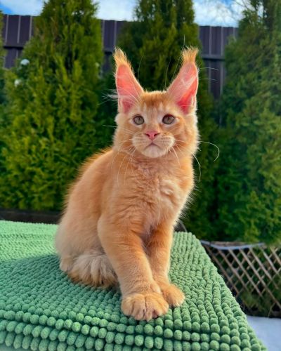 Maine Coon kittens available