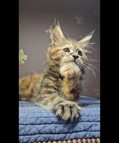 Maine Coon Cats for sale in Staten Island, NY, USA. price: $1,800