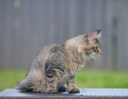Maine Coon Cats for sale in Hollywood, FL, USA. price: $2,200