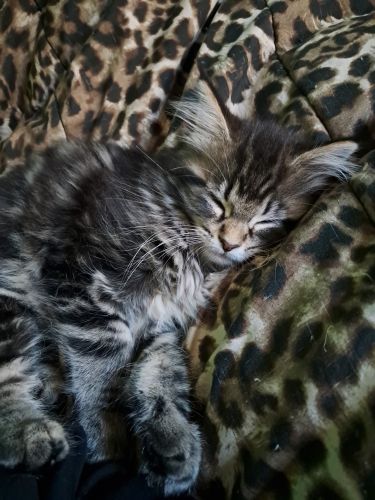 Maine Coon Kittens