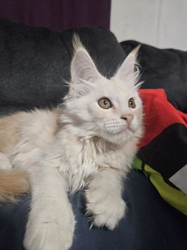 European Mainecoon kitten female