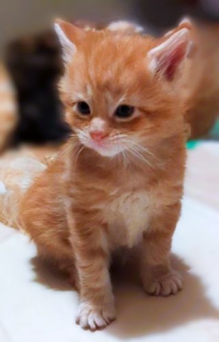 Red Tabby Maine Coon