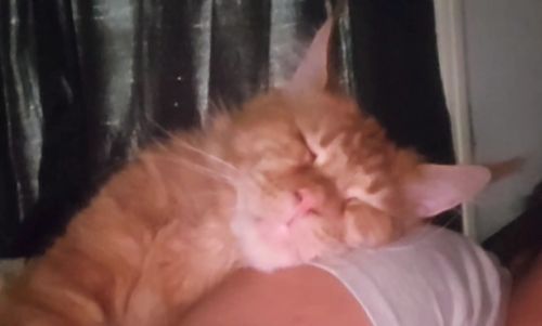 Mainecoon gentle giants available meet greets* ofcourse :)