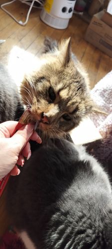 Hi looking for my forever home