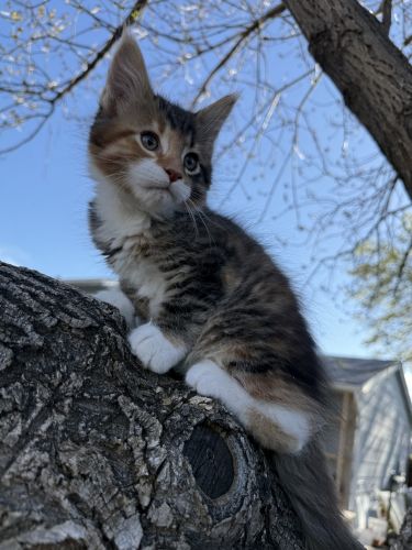 Cute Maine Coon kittens