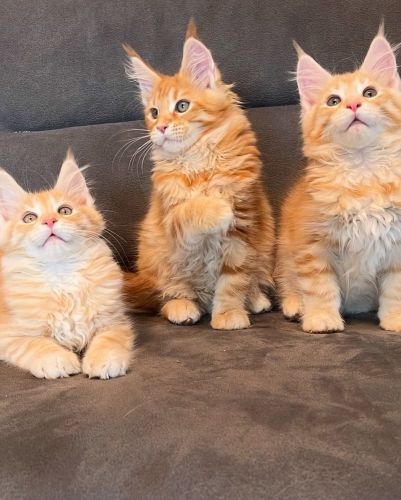 Maine Coon Cats for sale in Los Angeles, CA, USA. price: $500