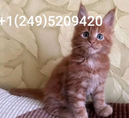 Maine Coon Cats for sale in Miami Beach, FL, USA. price: $500