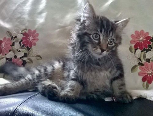 Main coon kitten as pets