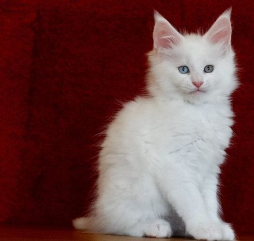 MAINE COON KITTENS ***