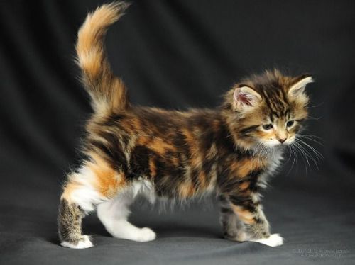 Full Pedigree Maine Coon Kittens Text us on (***) ***-***9