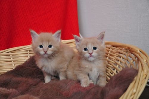 maine coon kittens for sale Text us on (***) ***-***9