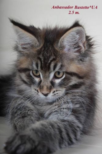 Ambassador pure breed Maine Coon male kitten