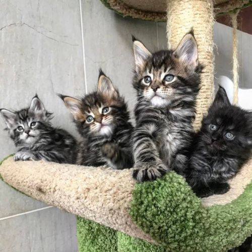 main coon kittens
