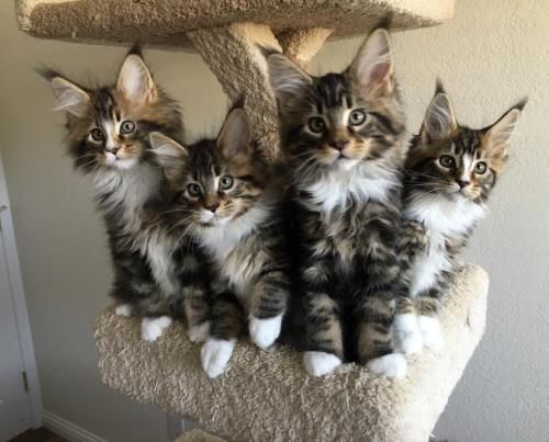 Maine Coon kittens (***) ***-***5