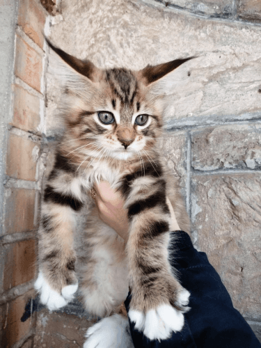 Marble Tortie Male Maine Coon