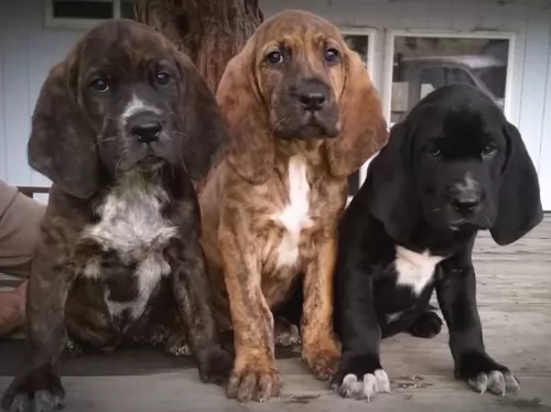 majestic tree hound puppies - health problems
