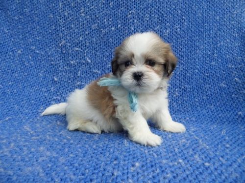 Adorable Malshi Puppies