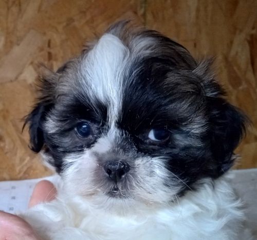 Mal-Shi Puppies for sale in Princeton, MO 64673, USA. price: $800