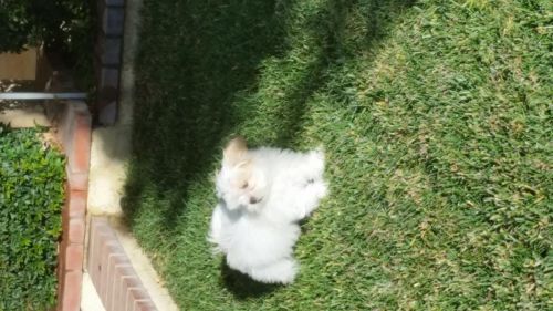 Puppies Maltese Shihtzu Bella I In Corona, Ca