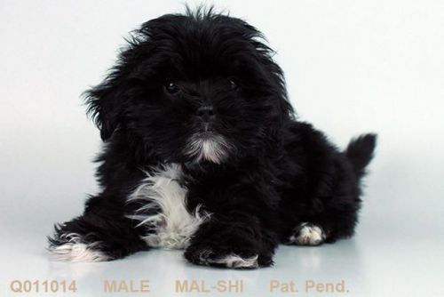 Maltese Shih Tzu