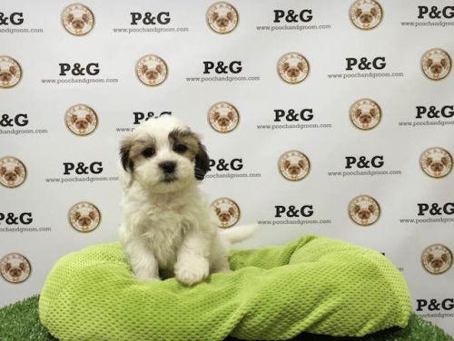 MalShi - Pepsi - Male