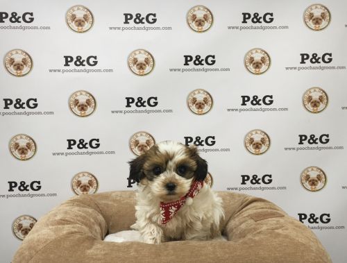 MalShi - Minky - Female