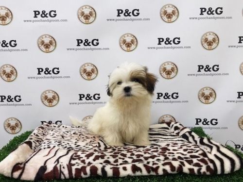 MalShi - Lucky - Male