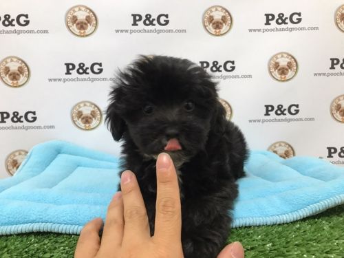 MALSHI - MARK - MALE