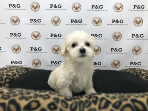 Malshi - Bella - Female