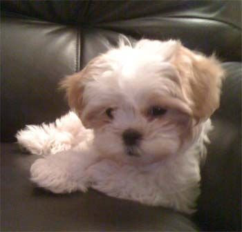 BEAUTIFUL MALSHI PUPS!