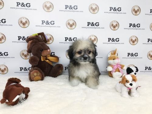 Malshi - Katie - Female